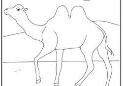 Coloriage Photo Nouveau Chameau Coloriage à Colorier Les Coloriages Et Dessin à
