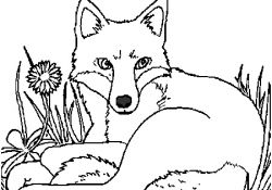 Coloriage Renard Génial Dessin Renard A Colorier Coloriages