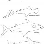 Coloriage Requin Marteau Inspiration Beau Dessin De Requin A Colorier Et A Imprimer