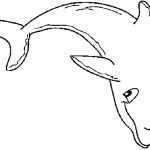 Dauphin Coloriage Nice Dauphin 23 Animaux – Coloriages à Imprimer