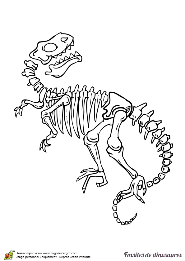 Dinosaure Coloriage T Rex Frais Coloriage Fossile Dinosaure Gros T Rex