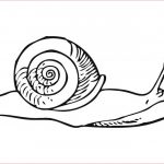 Escargot Coloriage Génial Snail Coloring Pages To And Print For Free