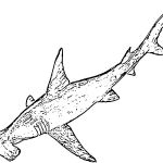 Requin Coloriage Frais Coloriage Grand Requin Marteau 7 Poissons Animaux