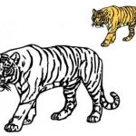 Tigre Coloriage Luxe Coloriage Tigre