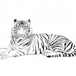 Tigre Coloriage Nice Coloriage Tigre 1024×724 1024×724