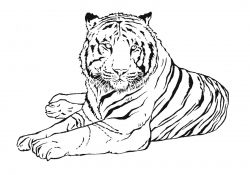 Tigre Coloriage Nice Luxe Coloriage De Tigre A Imprimer