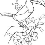 Toucan Coloriage Génial New Page 9 [homepage Eir ]