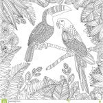 Toucan Coloriage Unique Vector Hand Drawn Toucan Bird And Ara Parrot Tropical