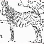 Coloriage Animaux De La Savane Nouveau Coloriage Zebre En Savane Dessin