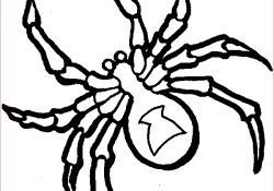 Coloriage Araignée Nice Araignée 20 Animaux – Coloriages à Imprimer