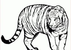 Coloriage Tigre Frais Tiger Coloring Pages