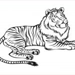 Coloriage Tigre Génial Coloriage Ligre Lion Tigre à Imprimer Et Colorier