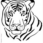 Coloriage Tigre Inspiration Coloriage Tigre