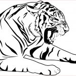 Coloriage Tigre Inspiration Tiger Coloring Page