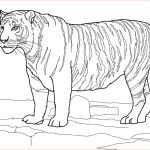 Coloriage Tigre Meilleur De White Bengal Tiger Coloring Page