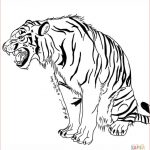 Coloriage Tigre Nice Snarling Tiger Coloring Page