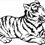 Coloriage Tigre Unique Free Tiger Coloring Pages