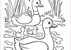 Coloriage Canard Frais 61 Best Vogels Kleurplaten Images On Pinterest
