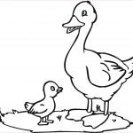 Coloriage Canard Génial Canard 2 Animaux – Coloriages à Imprimer