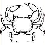 Coloriage Crabe Meilleur De Crabe Coloriage Ohbqfo