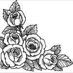 Rose Coloriage Meilleur De Rose5 652×615