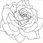 Rose Coloriage Nice Coloriage Rose Gratuit à Imprimer