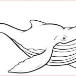 Baleine Coloriage Génial Baleine 64 Animaux – Coloriages à Imprimer