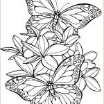 Coloriage Mandala Papillon Génial Coloriage Adulte Papillon Jobstips