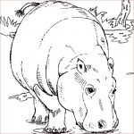 Hippopotame Coloriage Nice Hippopotame Coloriage Hippopotame En Ligne Gratuit A