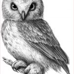 Coloriage Noel Cp Élégant 15 Easy Realistic And Colorful Owl Drawing Step By Step Tut