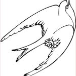 Coloriage Hirondelle Nouveau The Swallow Colouring Pages Sketch Coloring Page