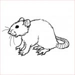 Coloriage Rat Élégant Coloriage Rat Les Beaux Dessins De Animaux à Imprimer Et