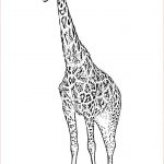 Coloriage De Girafe Luxe 25 Pages De Coloriage De Girafe Inspirant