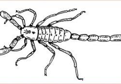 Coloriage Scorpion Meilleur De Coloriages à Imprimer Scorpion Numéro