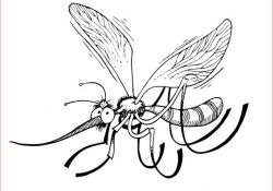 Coloriage Moustique Nice Coloriage Moustique Coloriages Insectes En Anglais