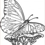 Coloriage Papillon Difficile Génial Épinglé Sur Coloriage