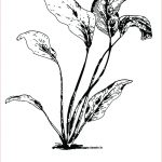 Coloriage Plante Meilleur De Cocoa Plant Clip Art Sketch Coloring Page