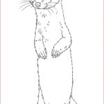 Coloriage Long Inspiration Long Tailed Weasel Standing Coloring Page