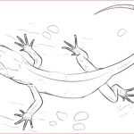 Lézard Coloriage Luxe Lizard Coloring Page