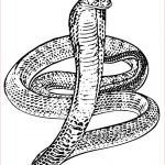 Coloriage Cobra Nouveau Snake Coloring Pages Free Downloadable And Printable Sheets