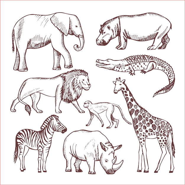 dessin animaux savane coloriage animaux