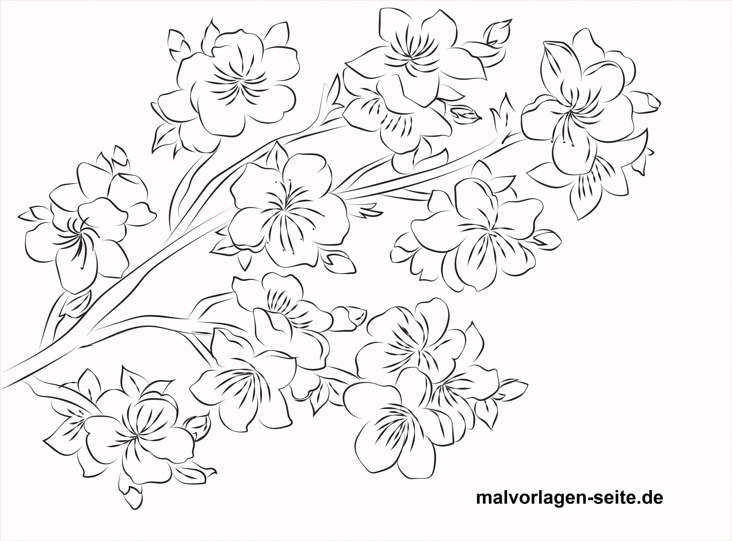 Coloriage Cerisier Luxe Coloriage Cerisier En Fleur Pour Adulte