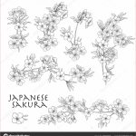 Coloriage Cerisier Nice Ensemble De Fleurs Florales Vectorielles Pour Livre De