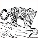 Jaguar Coloriage Inspiration Jungle Animals Line Coloring Pages