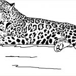 Jaguar Coloriage Inspiration Realistic Animal Jaguar Coloring Pages