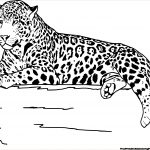 Jaguar Coloriage Meilleur De Belle Coloriage Jaguar A Imprimer