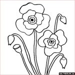 Coloriage Poppy Nouveau Poppy Flower Coloring Page Poppy Coloring