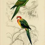 Coloriage D'oiseaux Élégant Gravures Couleur D Oiseaux Gravure Oiseau 0251 Perruche