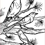 Coloriage D'oiseaux Génial Coloriages Oiseaux Page 1 Animaux
